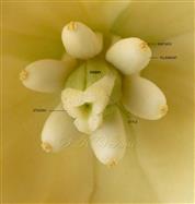  Stamens and Pistil